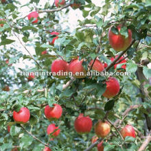 red gala apple supplier